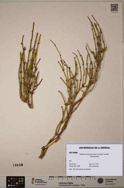 Ephedra americana [Espécimen: ULS:ULS:0024029]