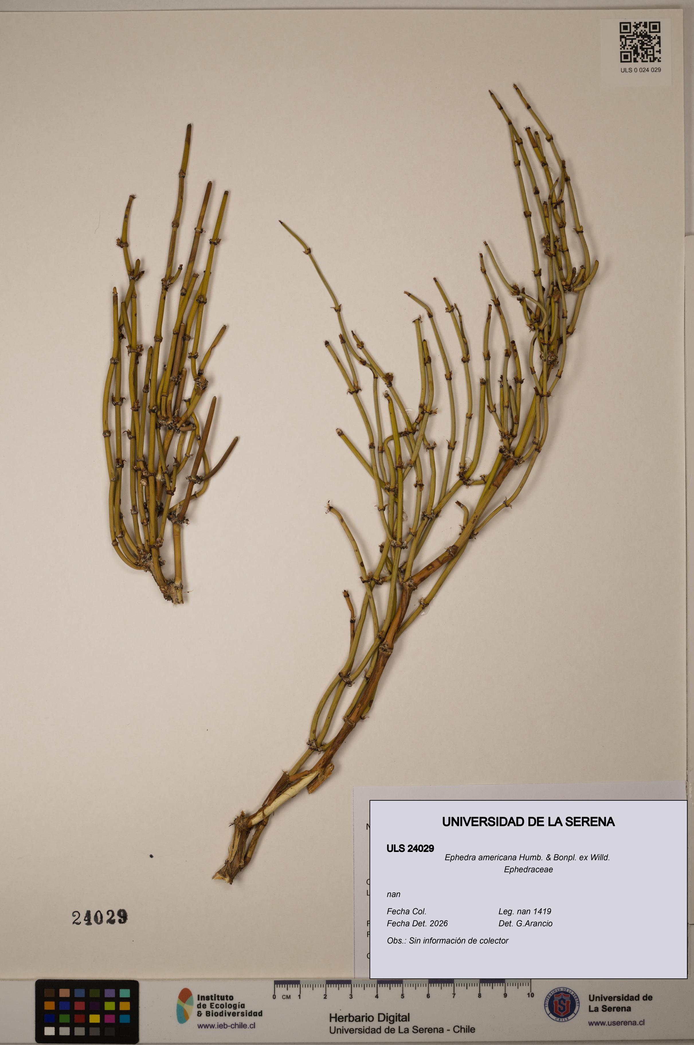 Ephedra americana [Espécimen: ULS:ULS:0024029]