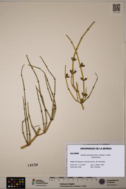 Ephedra americana [Espécimen: ULS:ULS:0024030]