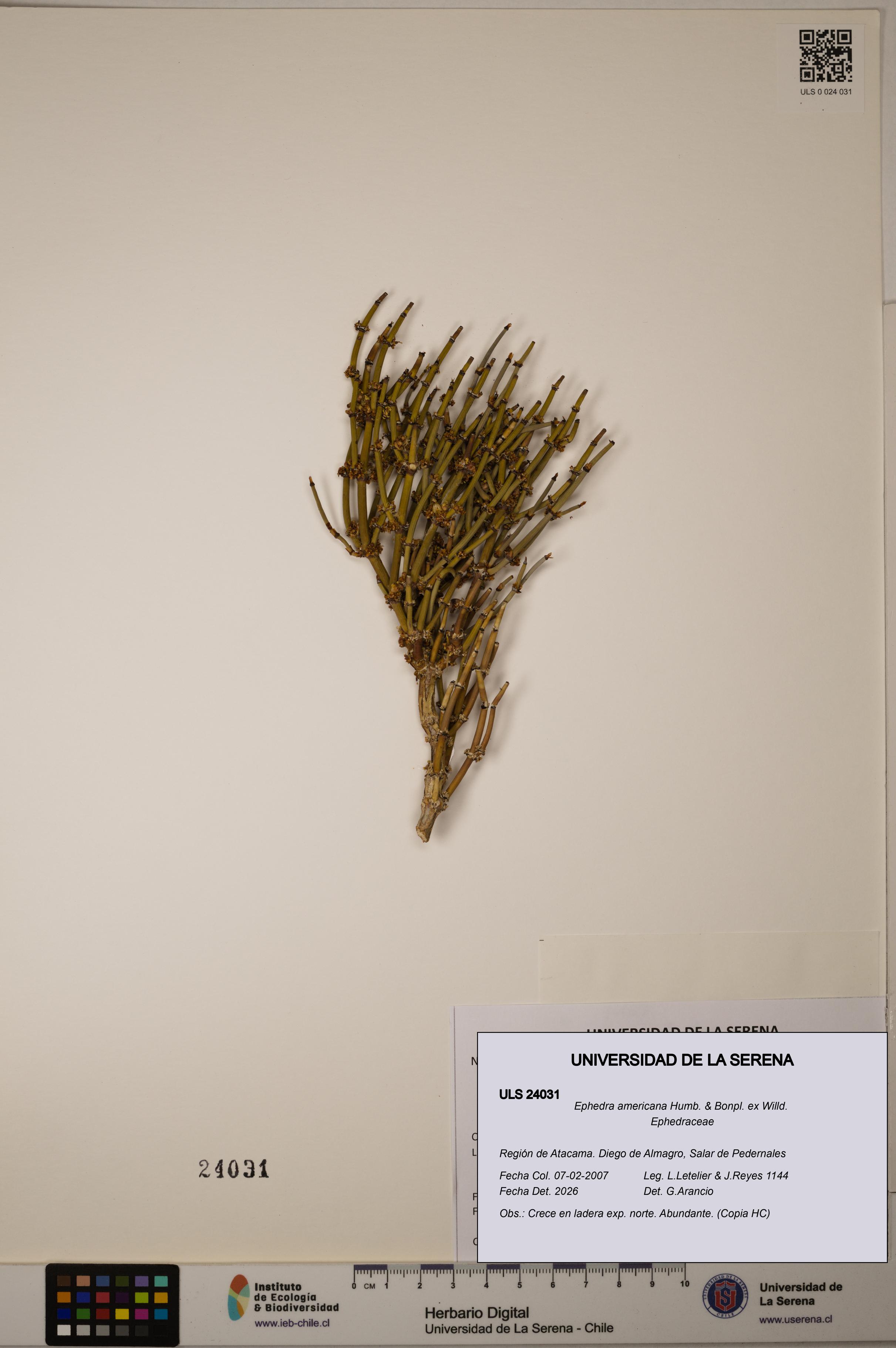 Ephedra americana [Espécimen: ULS:ULS:0024031]