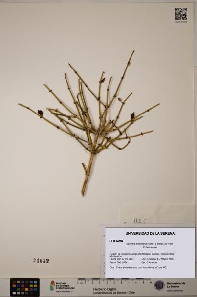 Ephedra americana [Espécimen: ULS:ULS:0024032]