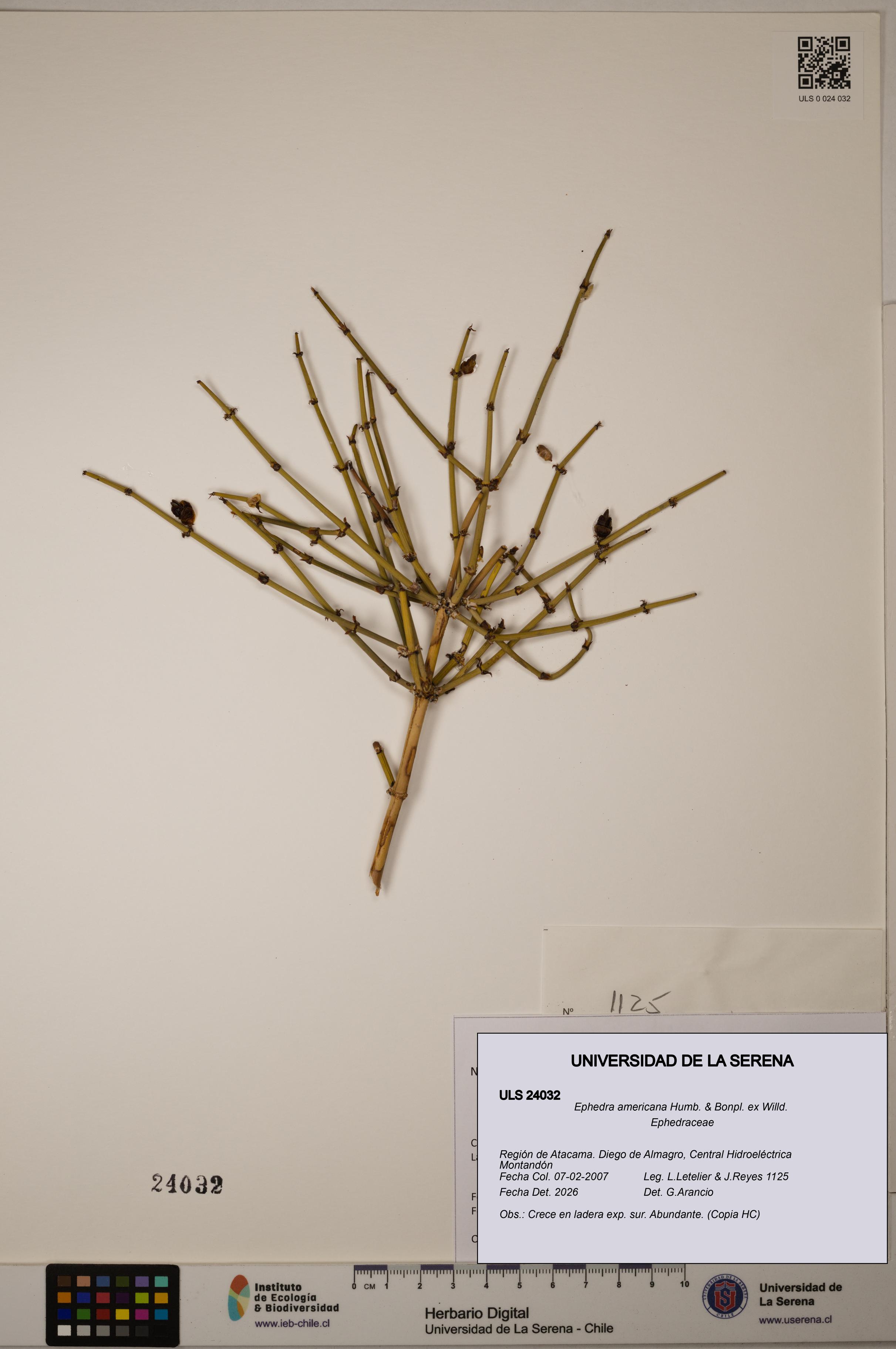 Ephedra americana [Espécimen: ULS:ULS:0024032]
