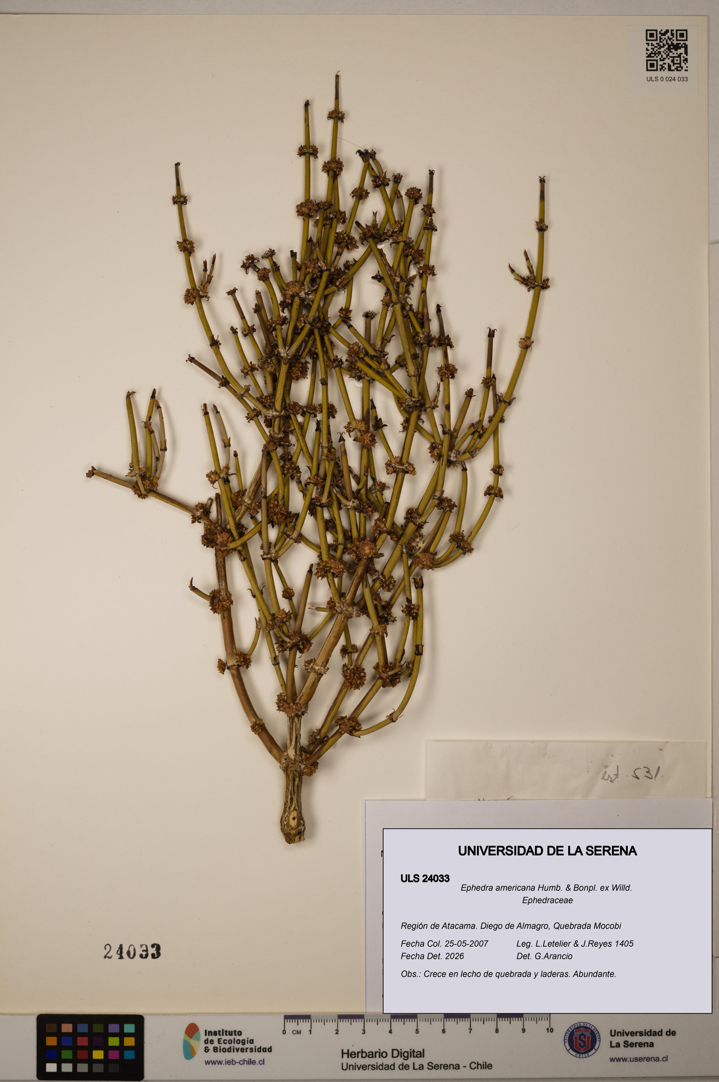 Ephedra americana [Espécimen: ULS:ULS:0024033]