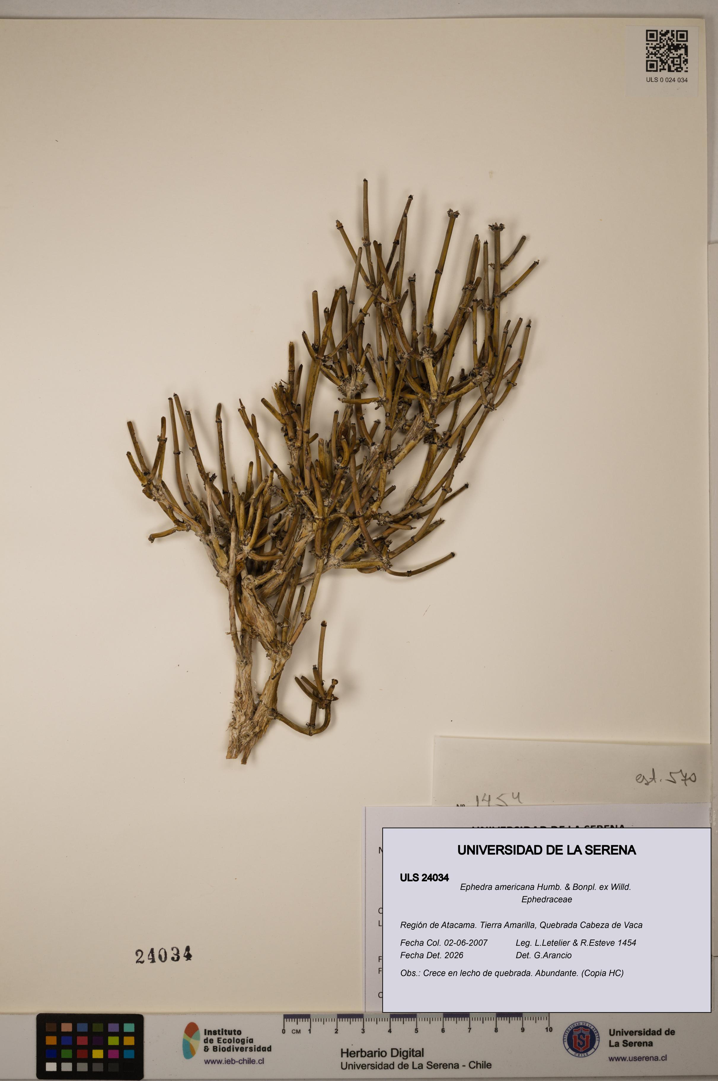 Ephedra americana [Espécimen: ULS:ULS:0024034]
