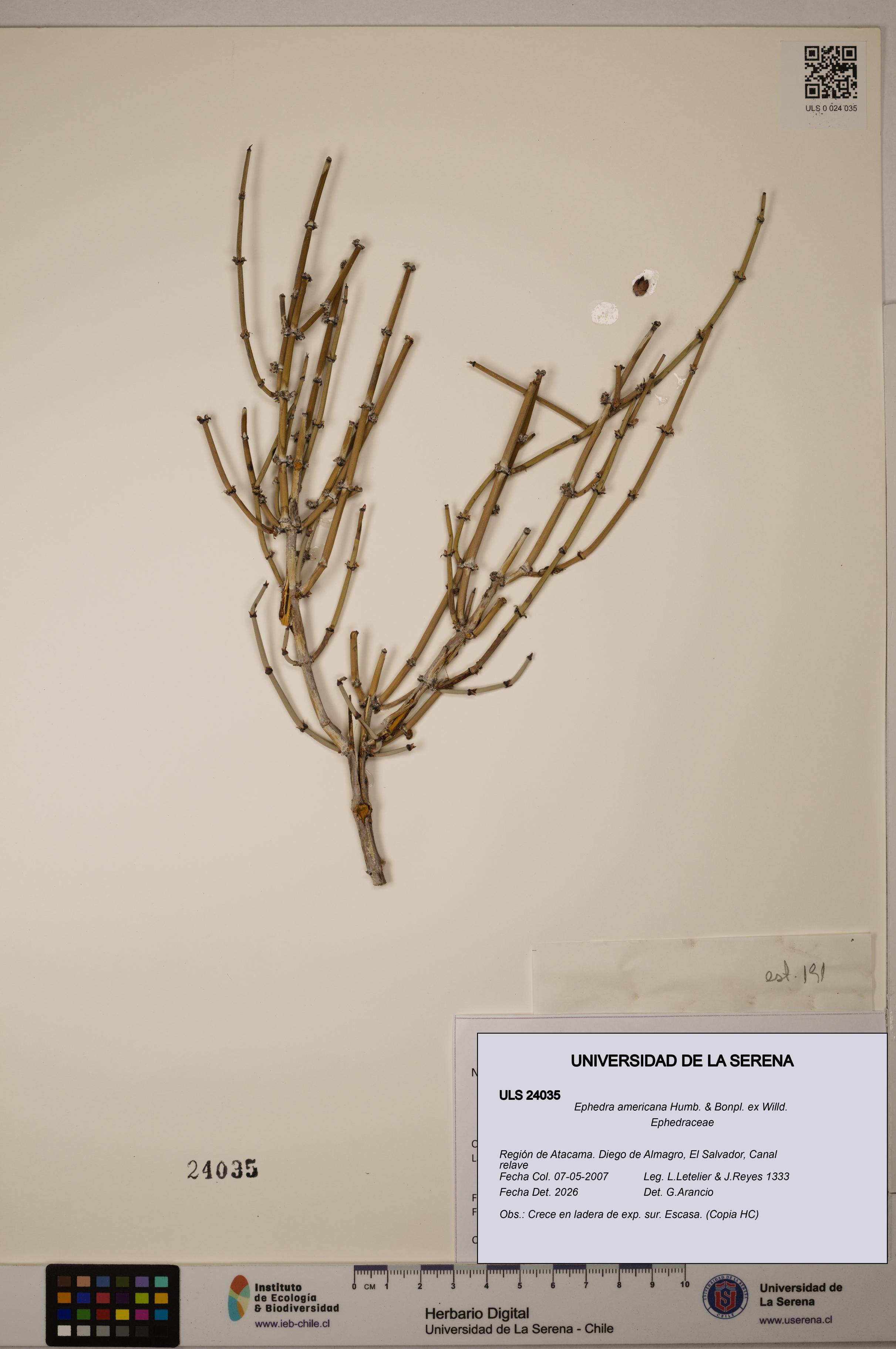 Ephedra americana [Espécimen: ULS:ULS:0024035]