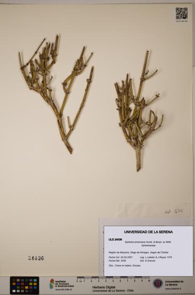 Ephedra americana [Espécimen: ULS:ULS:0024036]