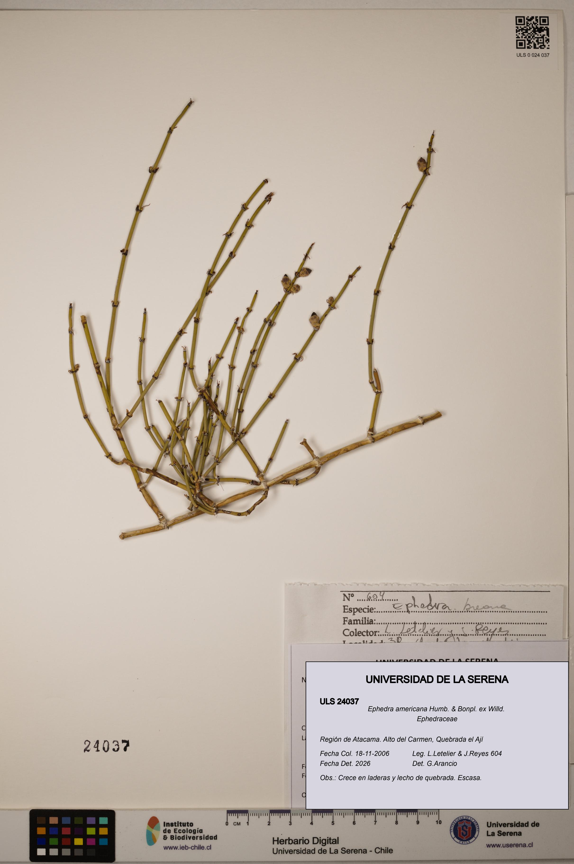 Ephedra americana [Espécimen: ULS:ULS:0024037]