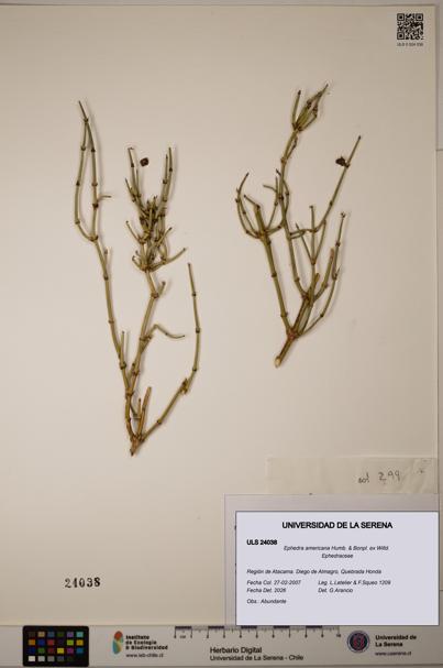 Ephedra americana [Espécimen: ULS:ULS:0024038]