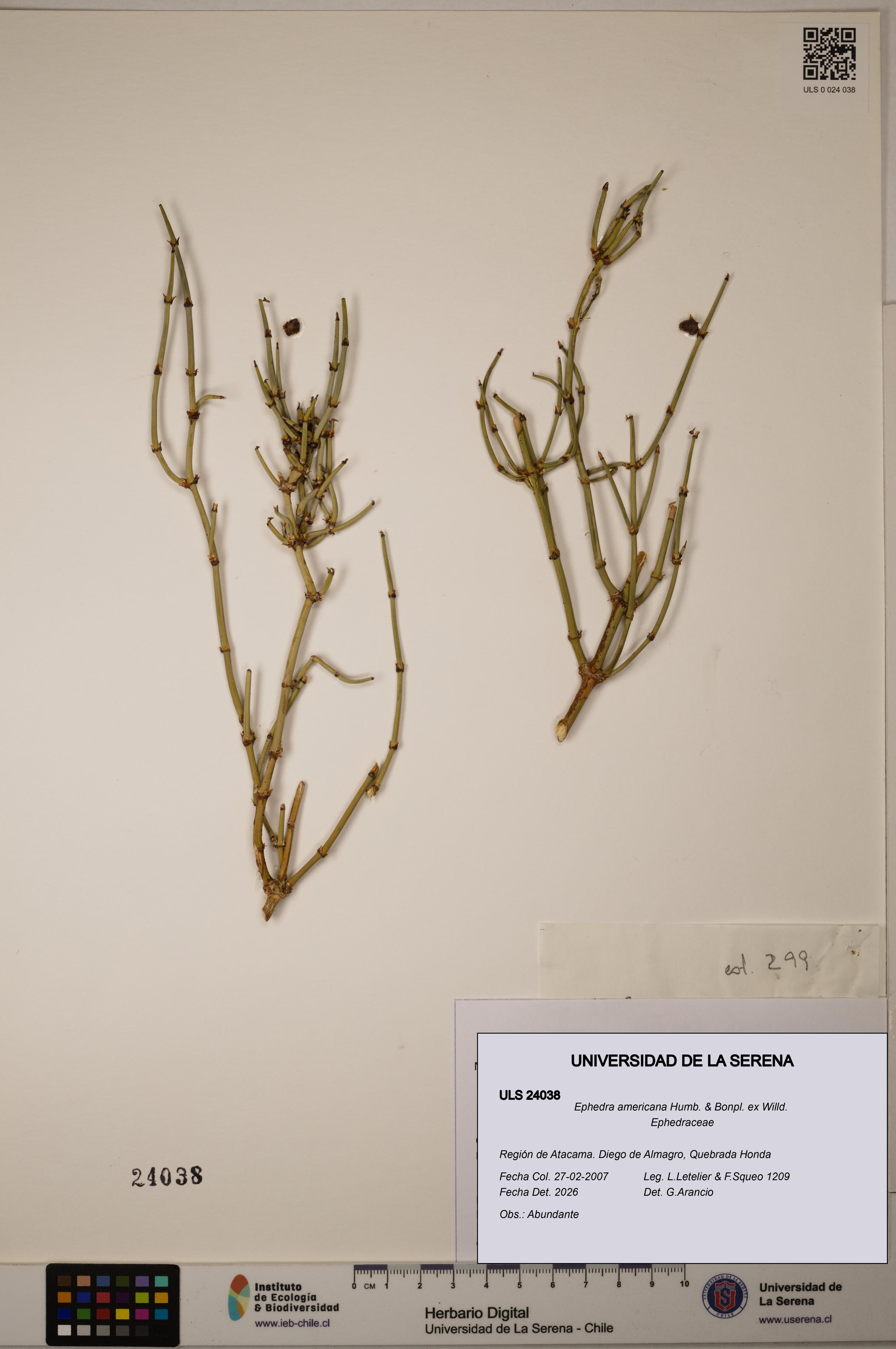 Ephedra americana [Espécimen: ULS:ULS:0024038]