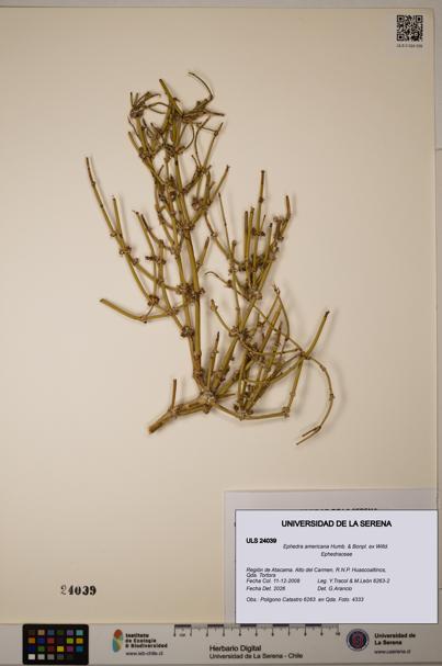 Ephedra americana [Espécimen: ULS:ULS:0024039]