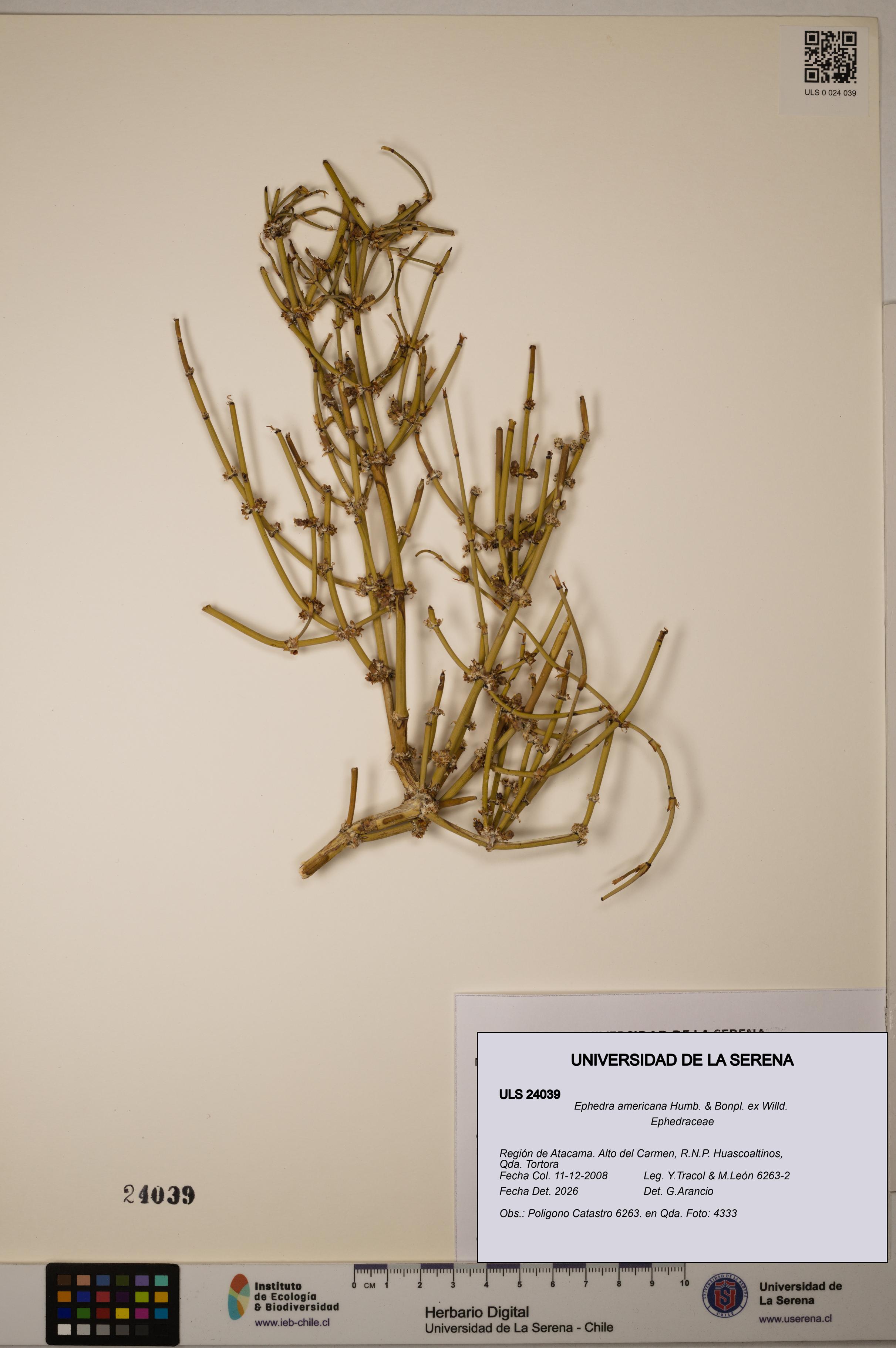 Ephedra americana [Espécimen: ULS:ULS:0024039]