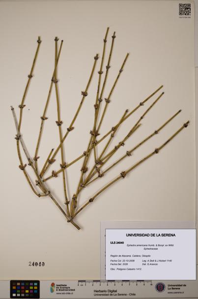 Ephedra americana [Espécimen: ULS:ULS:0024040]