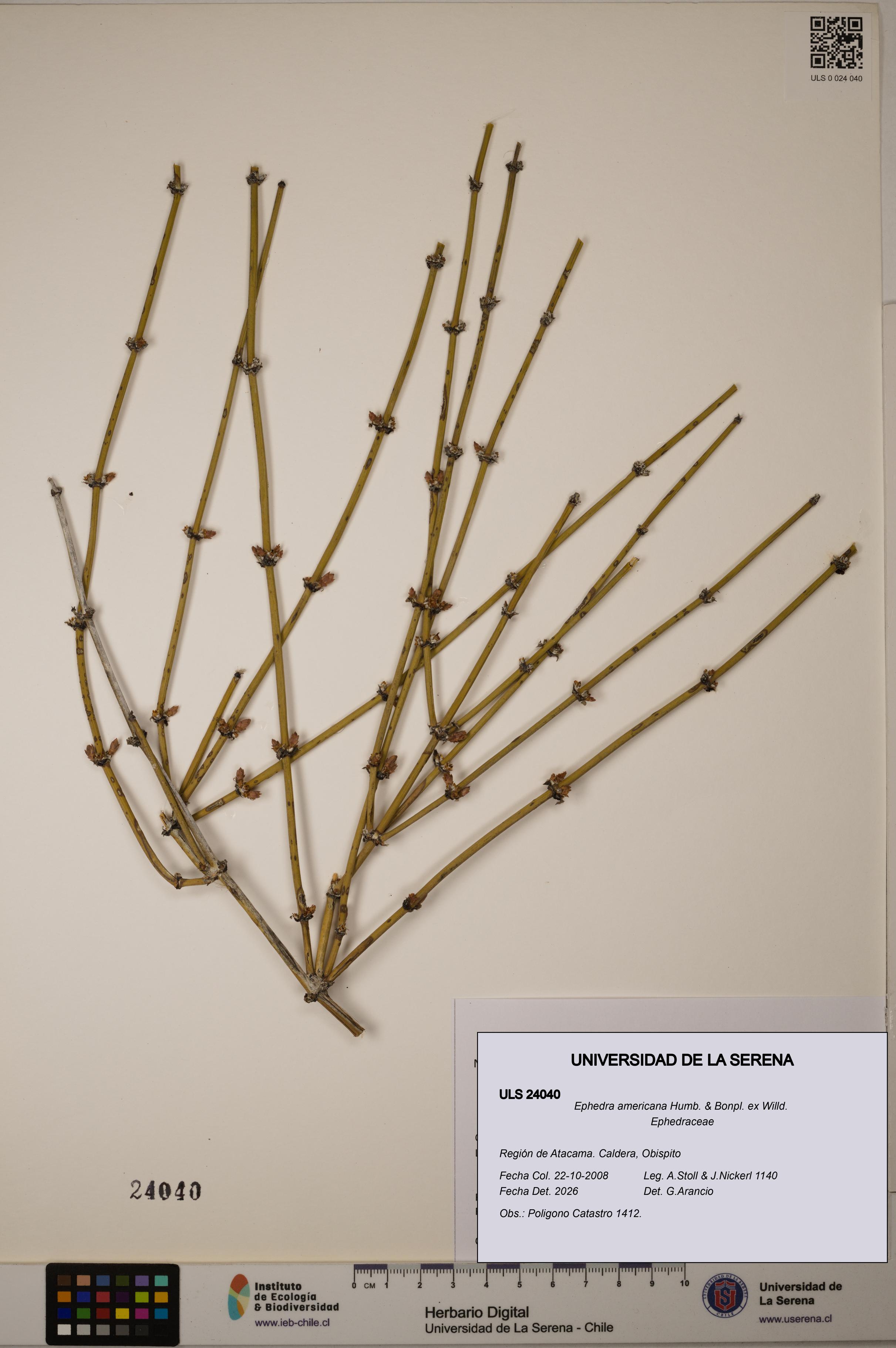 Ephedra americana [Espécimen: ULS:ULS:0024040]