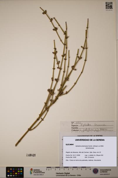 Ephedra americana [Espécimen: ULS:ULS:0024041]