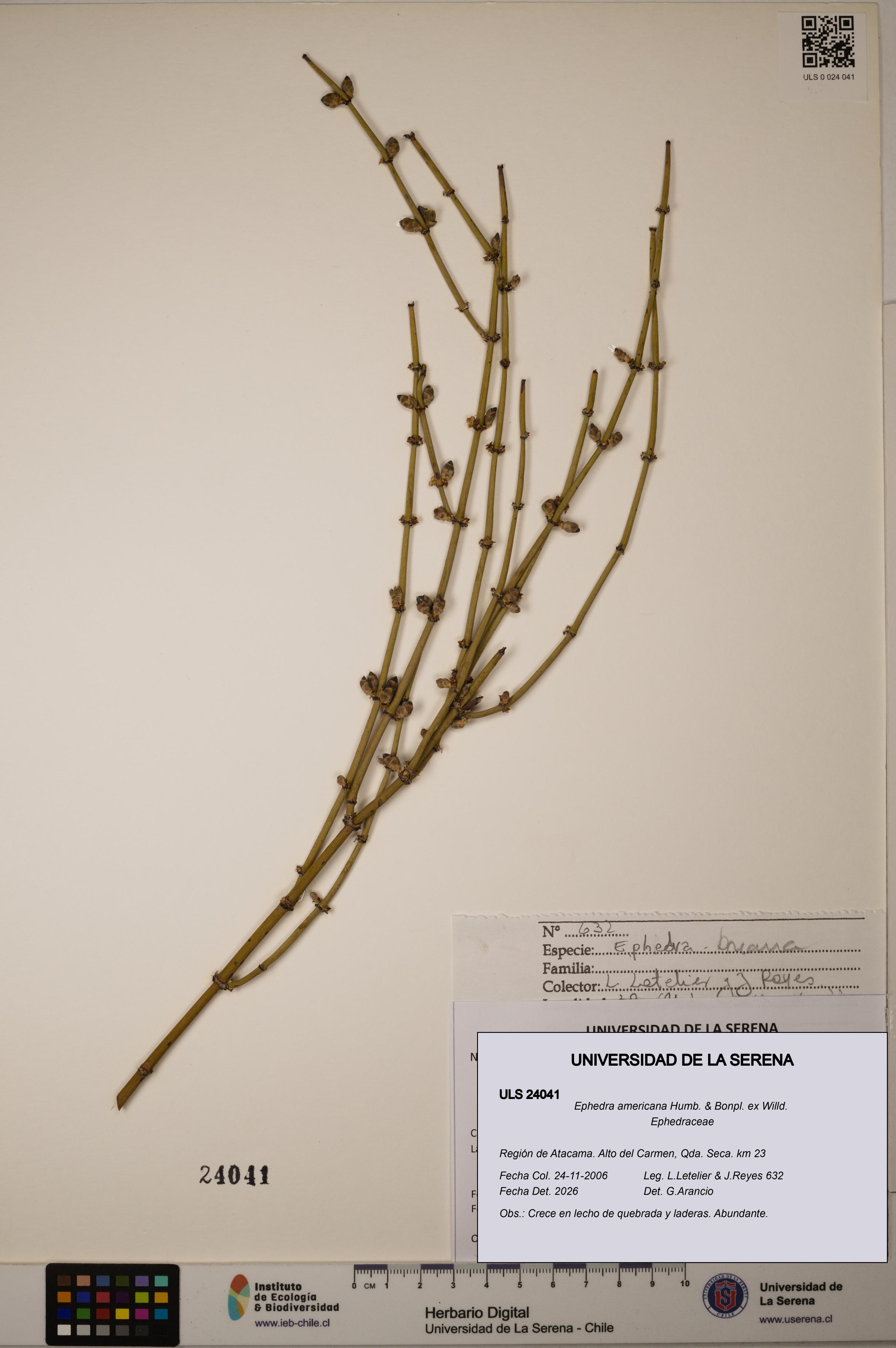 Ephedra americana [Espécimen: ULS:ULS:0024041]