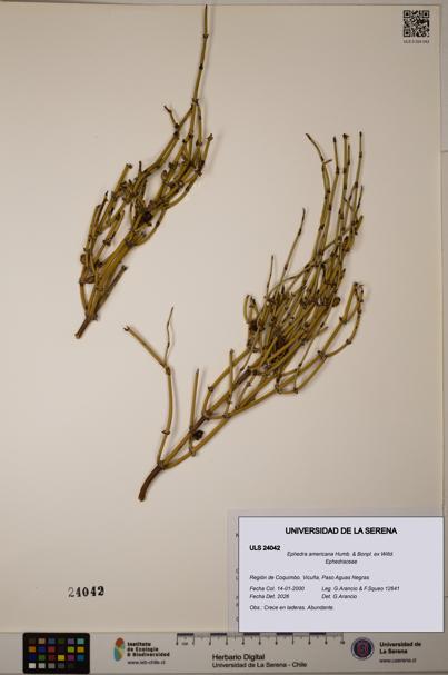 Ephedra americana [Espécimen: ULS:ULS:0024042]