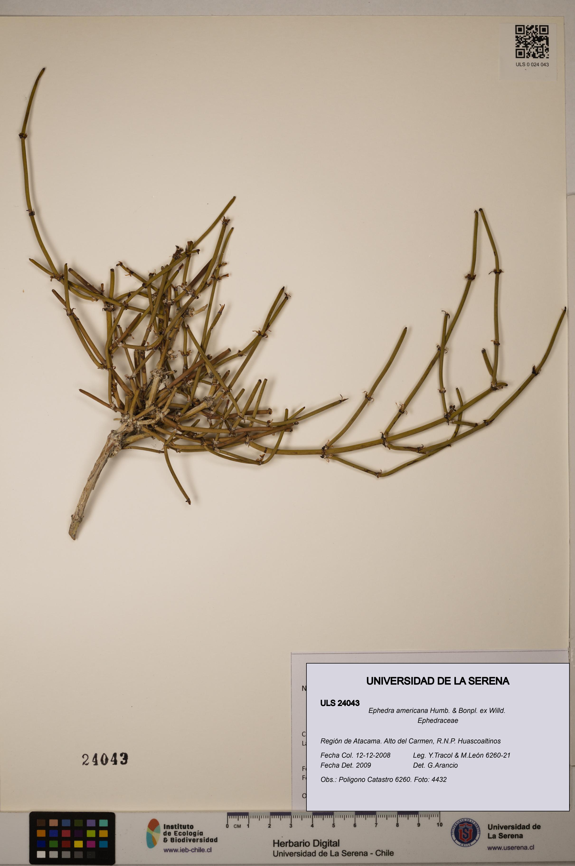 Ephedra americana [Espécimen: ULS:ULS:0024043]