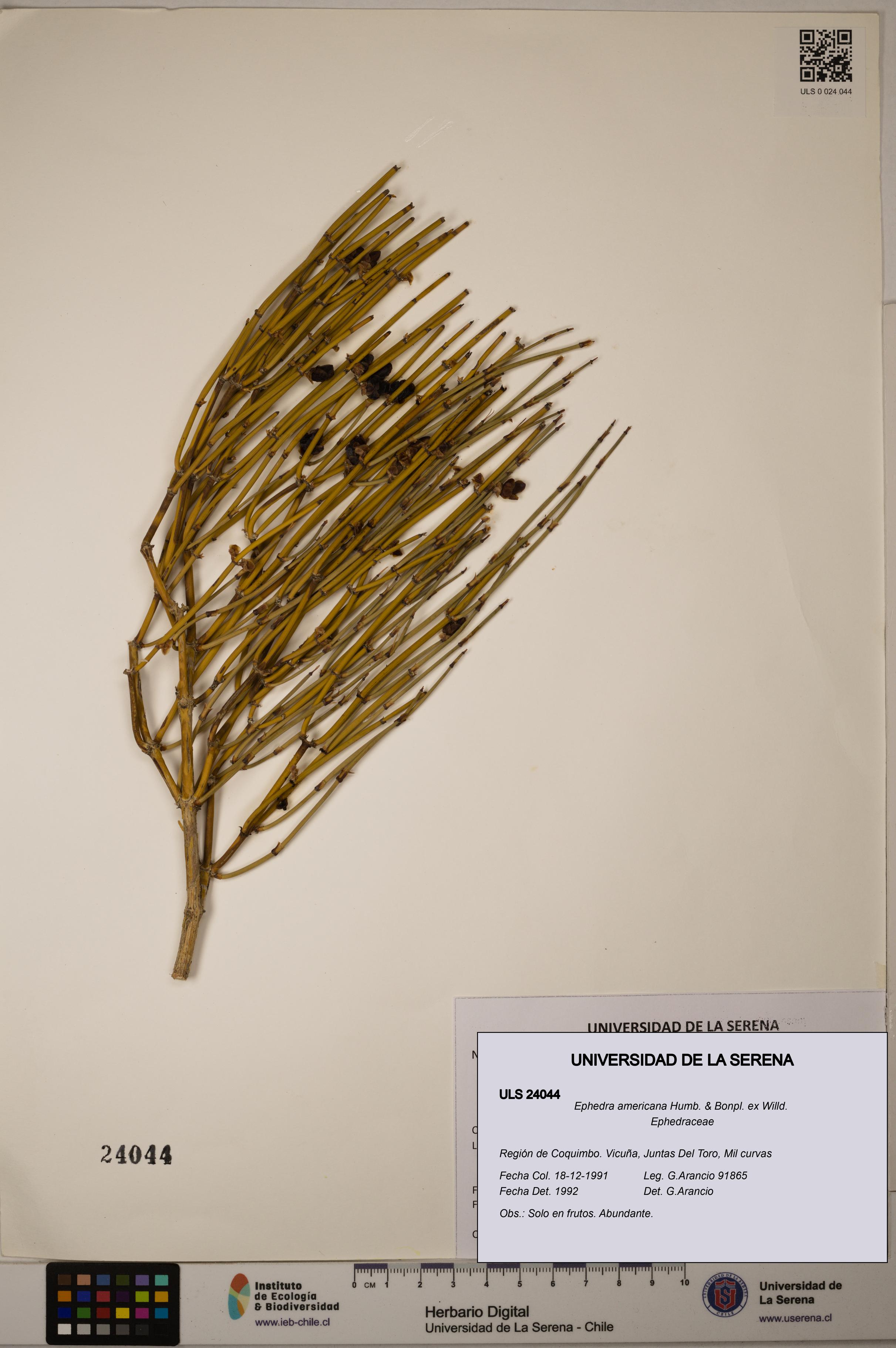 Ephedra americana [Espécimen: ULS:ULS:0024044]