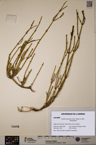 Ephedra americana [Espécimen: ULS:ULS:0024045]