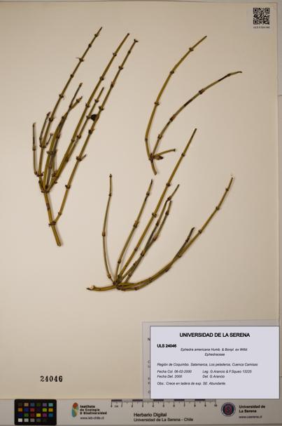 Ephedra americana [Espécimen: ULS:ULS:0024046]