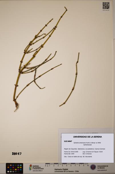 Ephedra americana [Espécimen: ULS:ULS:0024047]