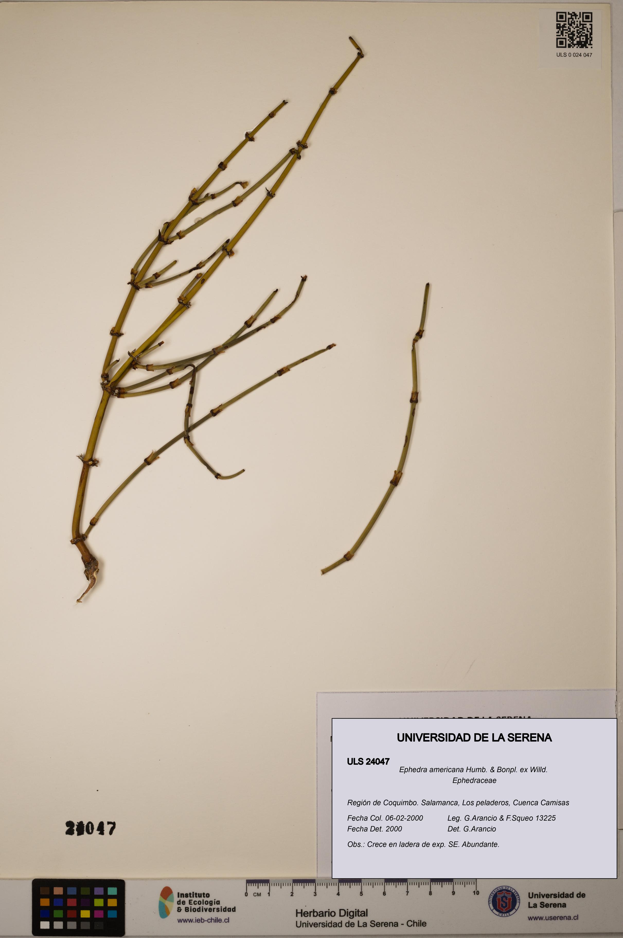 Ephedra americana [Espécimen: ULS:ULS:0024047]