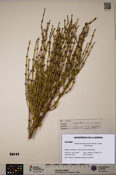 Ephedra americana [Espécimen: ULS:ULS:0024048]