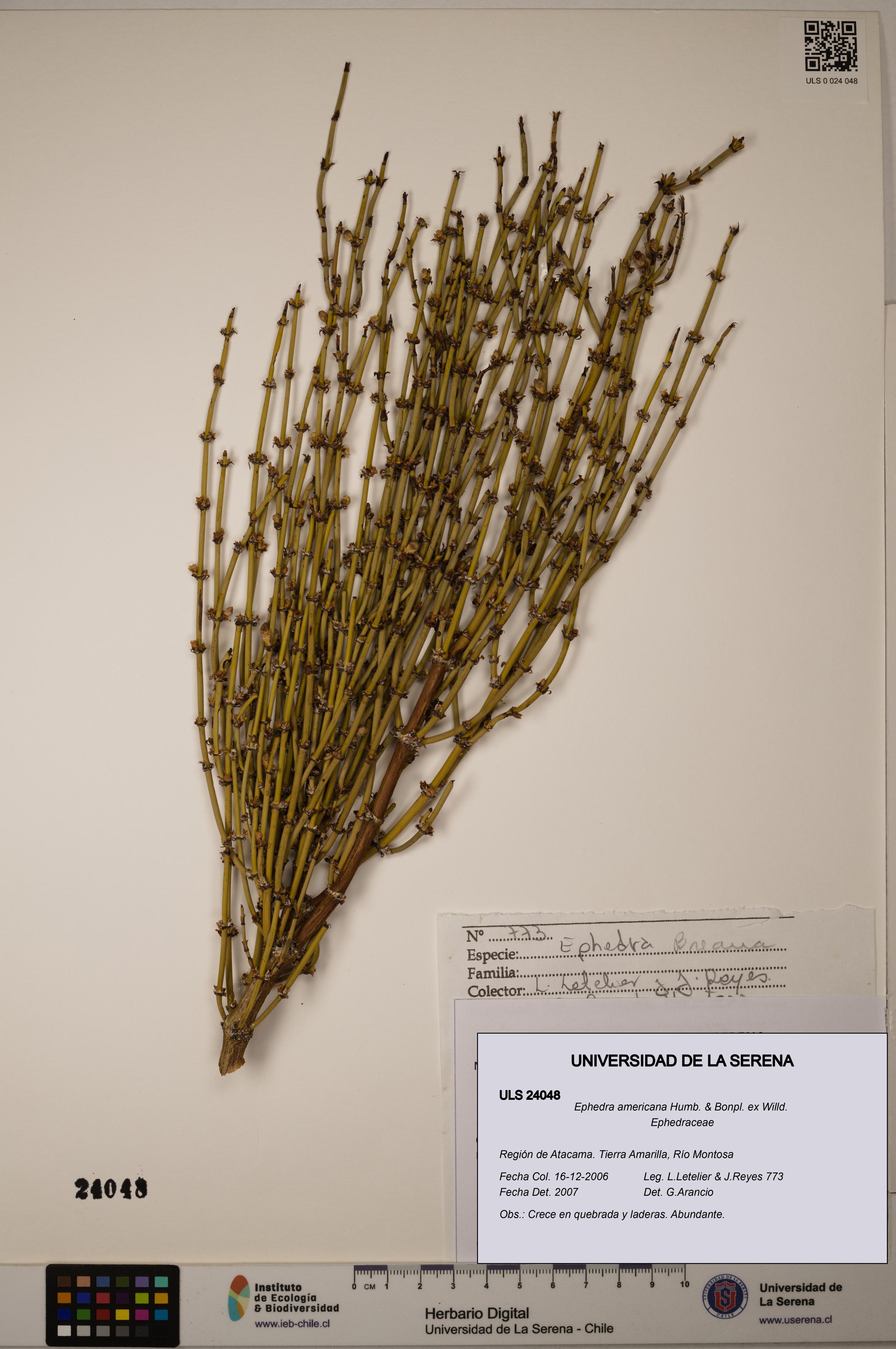 Ephedra americana [Espécimen: ULS:ULS:0024048]