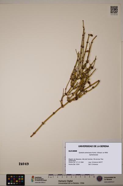 Ephedra americana [Espécimen: ULS:ULS:0024049]