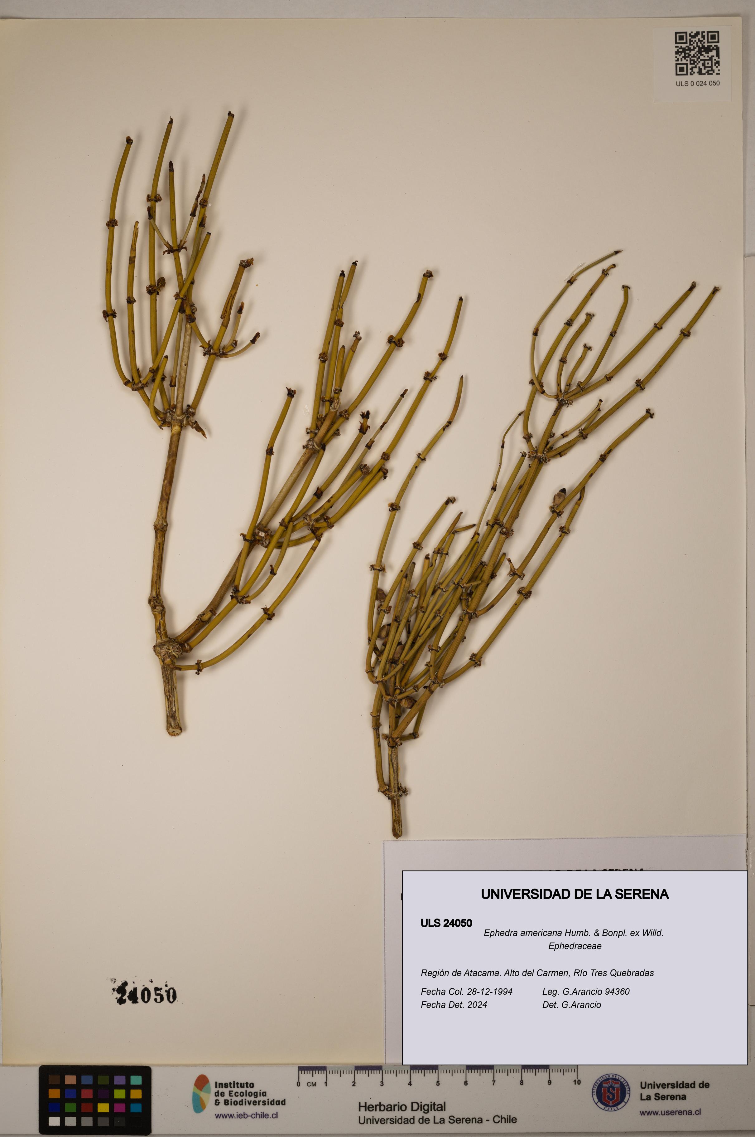 Ephedra americana [Espécimen: ULS:ULS:0024050]