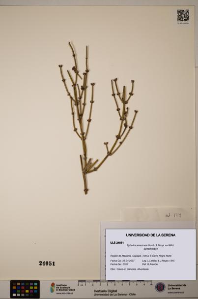 Ephedra americana [Espécimen: ULS:ULS:0024051]