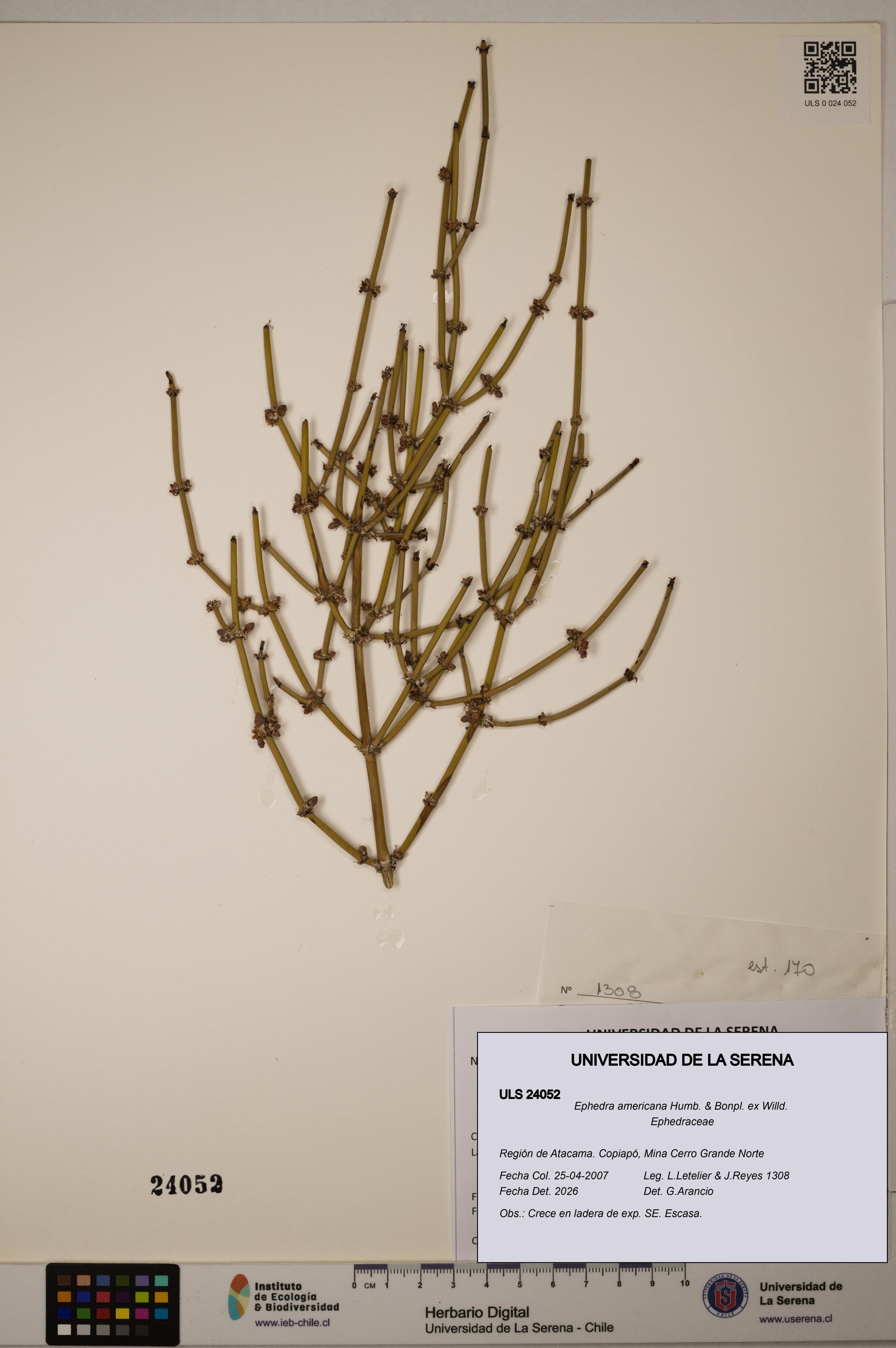 Ephedra americana [Espécimen: ULS:ULS:0024052]