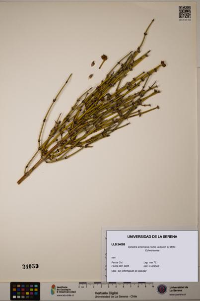 Ephedra americana [Espécimen: ULS:ULS:0024053]