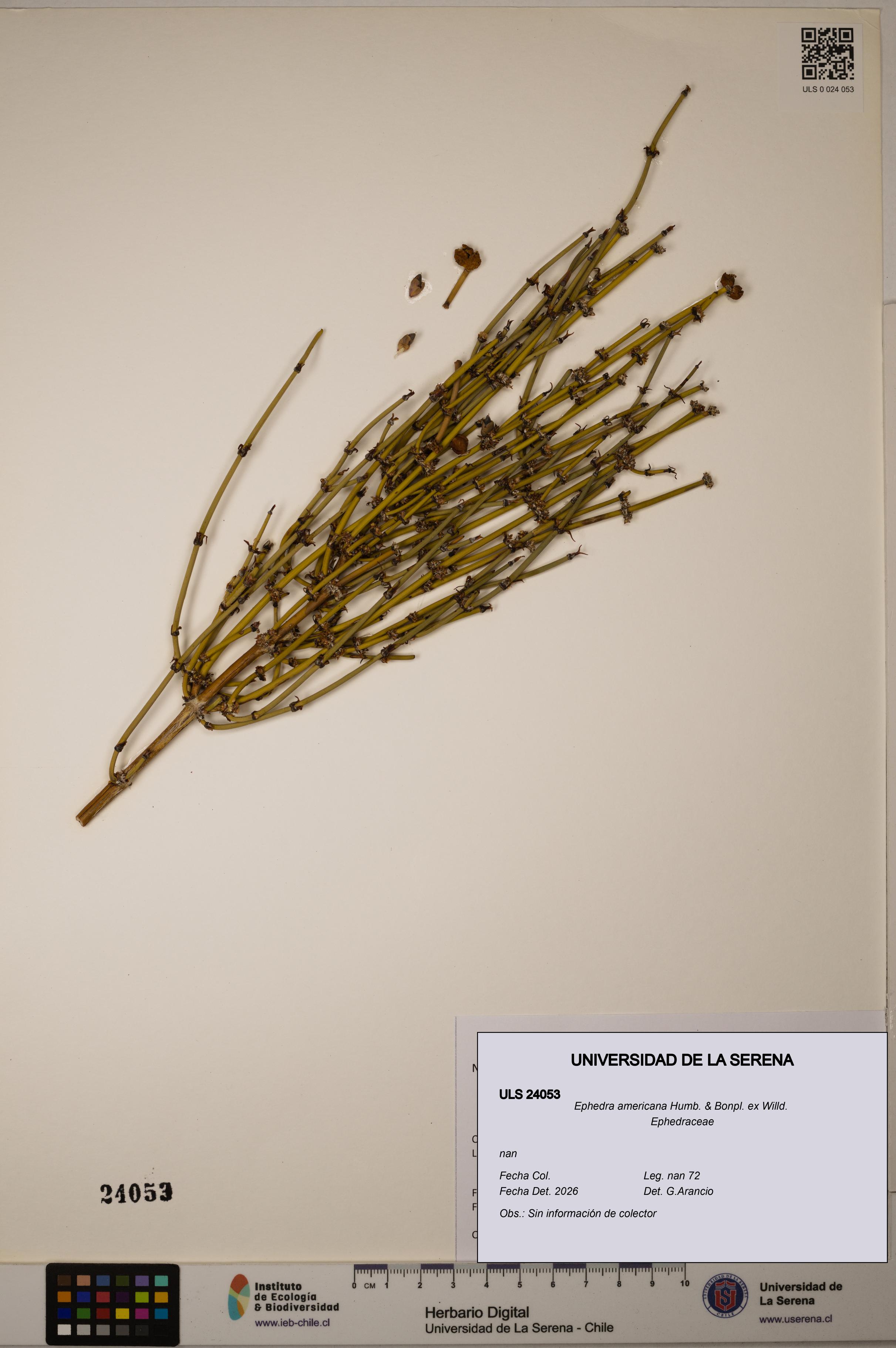 Ephedra americana [Espécimen: ULS:ULS:0024053]