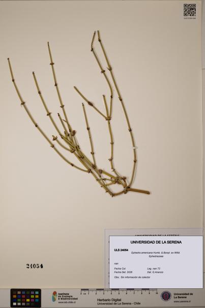 Ephedra americana [Espécimen: ULS:ULS:0024054]