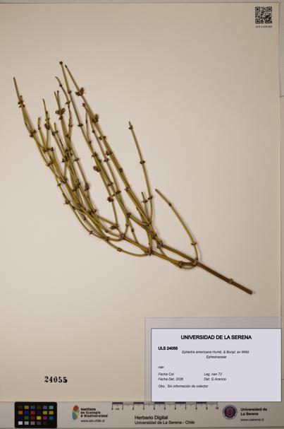 Ephedra americana [Espécimen: ULS:ULS:0024055]