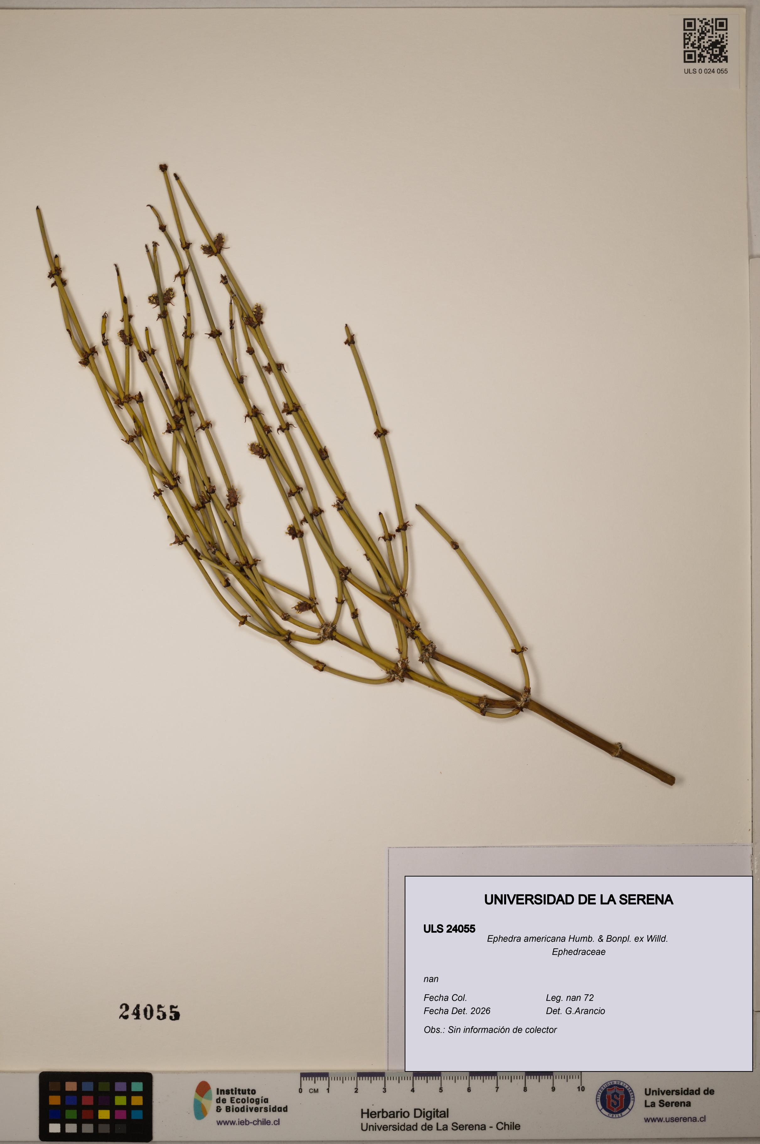Ephedra americana [Espécimen: ULS:ULS:0024055]