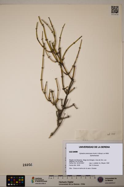 Ephedra americana [Espécimen: ULS:ULS:0024056]