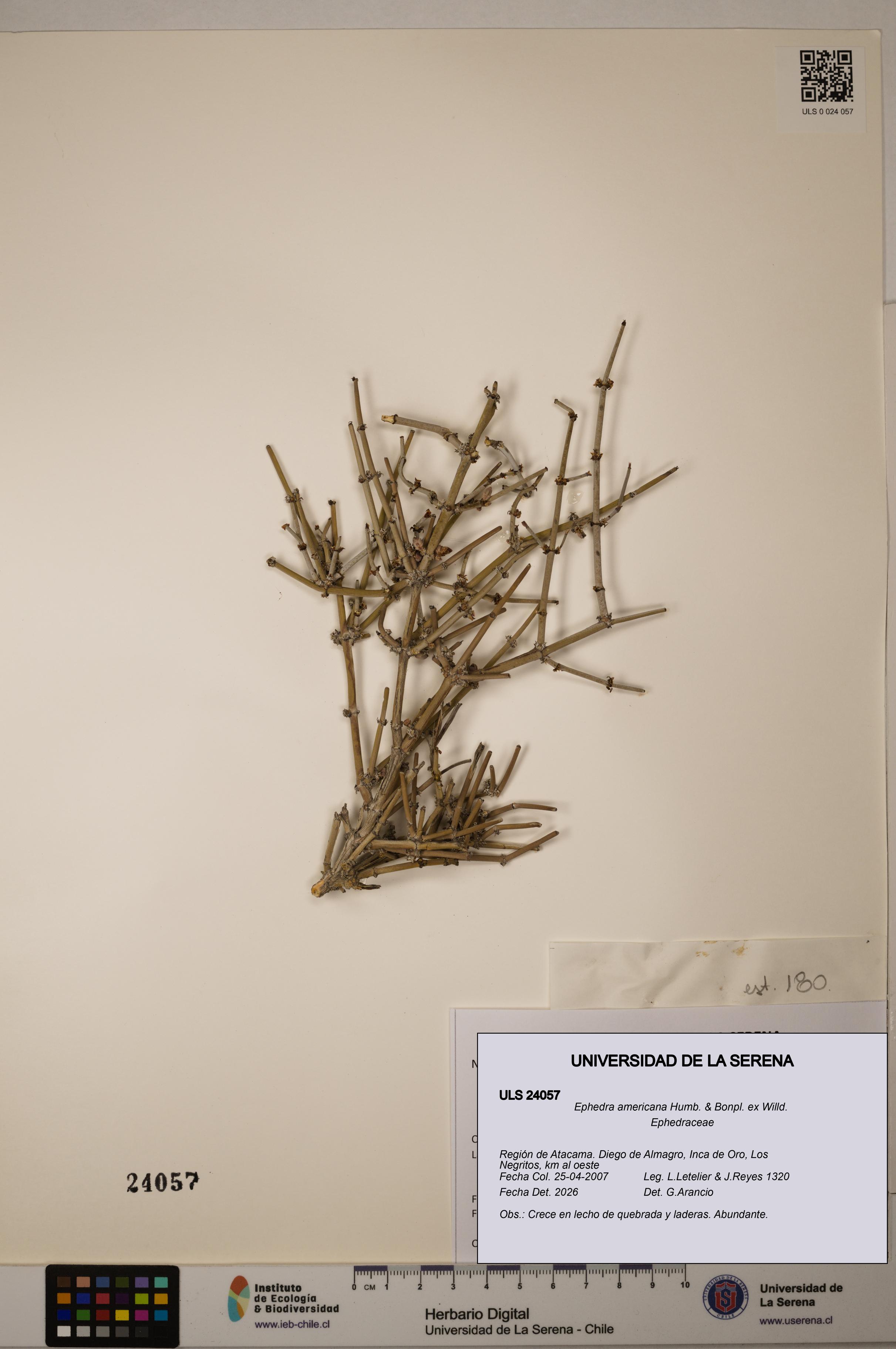 Ephedra americana [Espécimen: ULS:ULS:0024057]