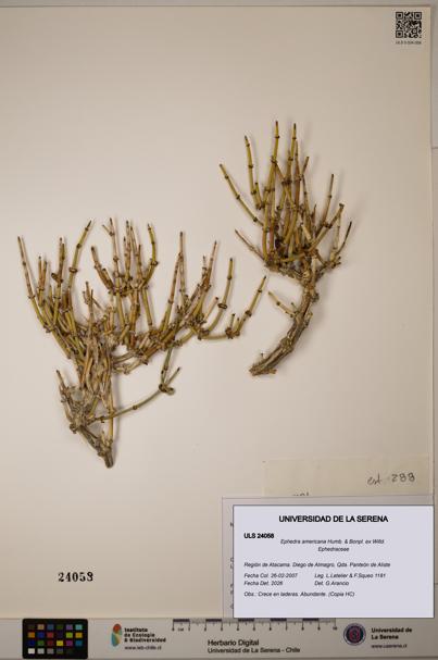 Ephedra americana [Espécimen: ULS:ULS:0024058]