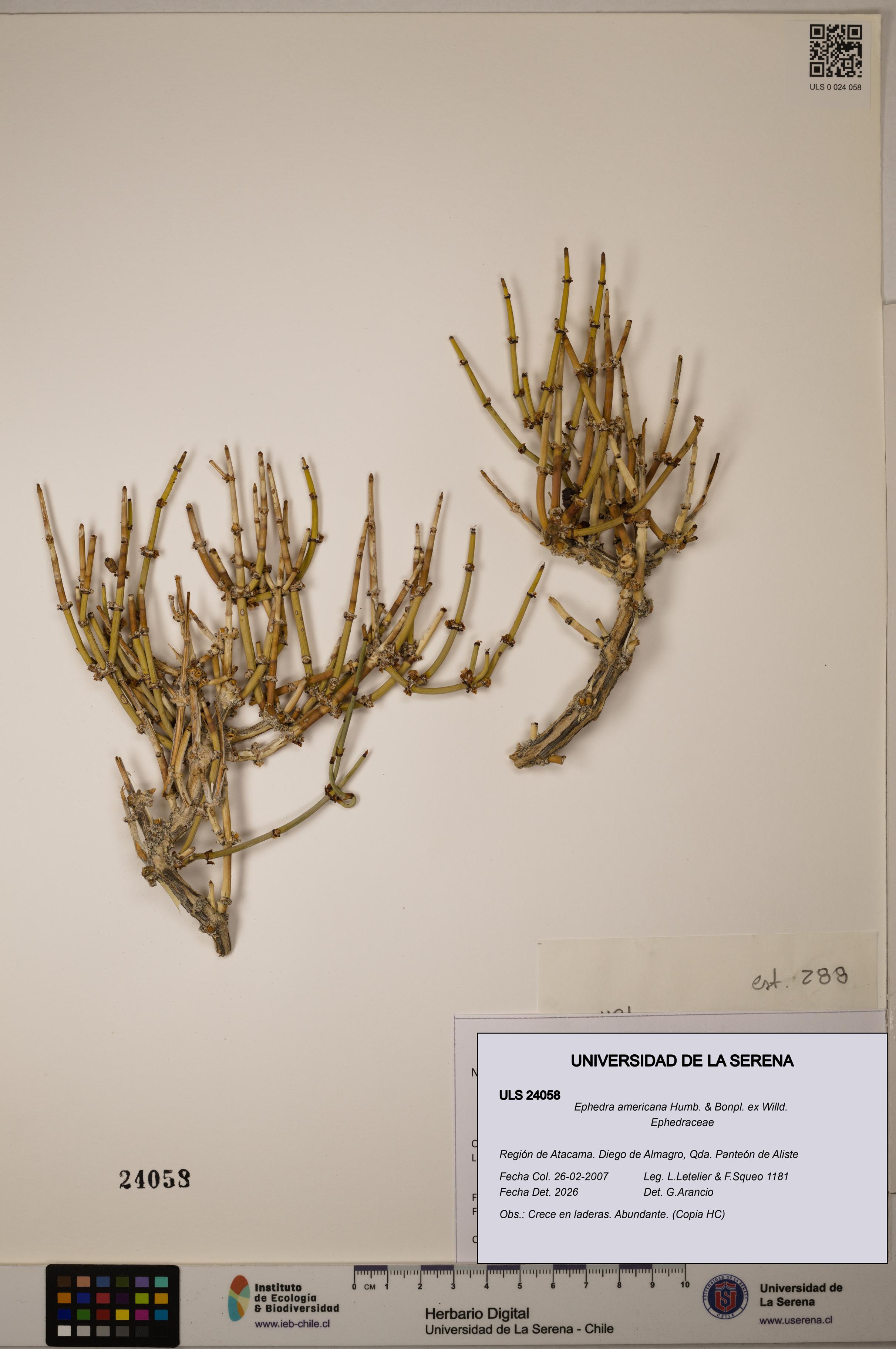 Ephedra americana [Espécimen: ULS:ULS:0024058]