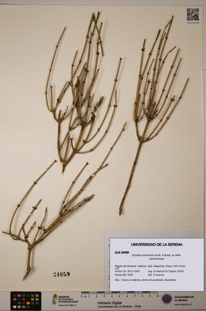 Ephedra americana [Espécimen: ULS:ULS:0024059]