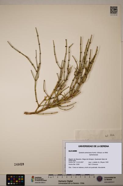 Ephedra americana [Espécimen: ULS:ULS:0024060]