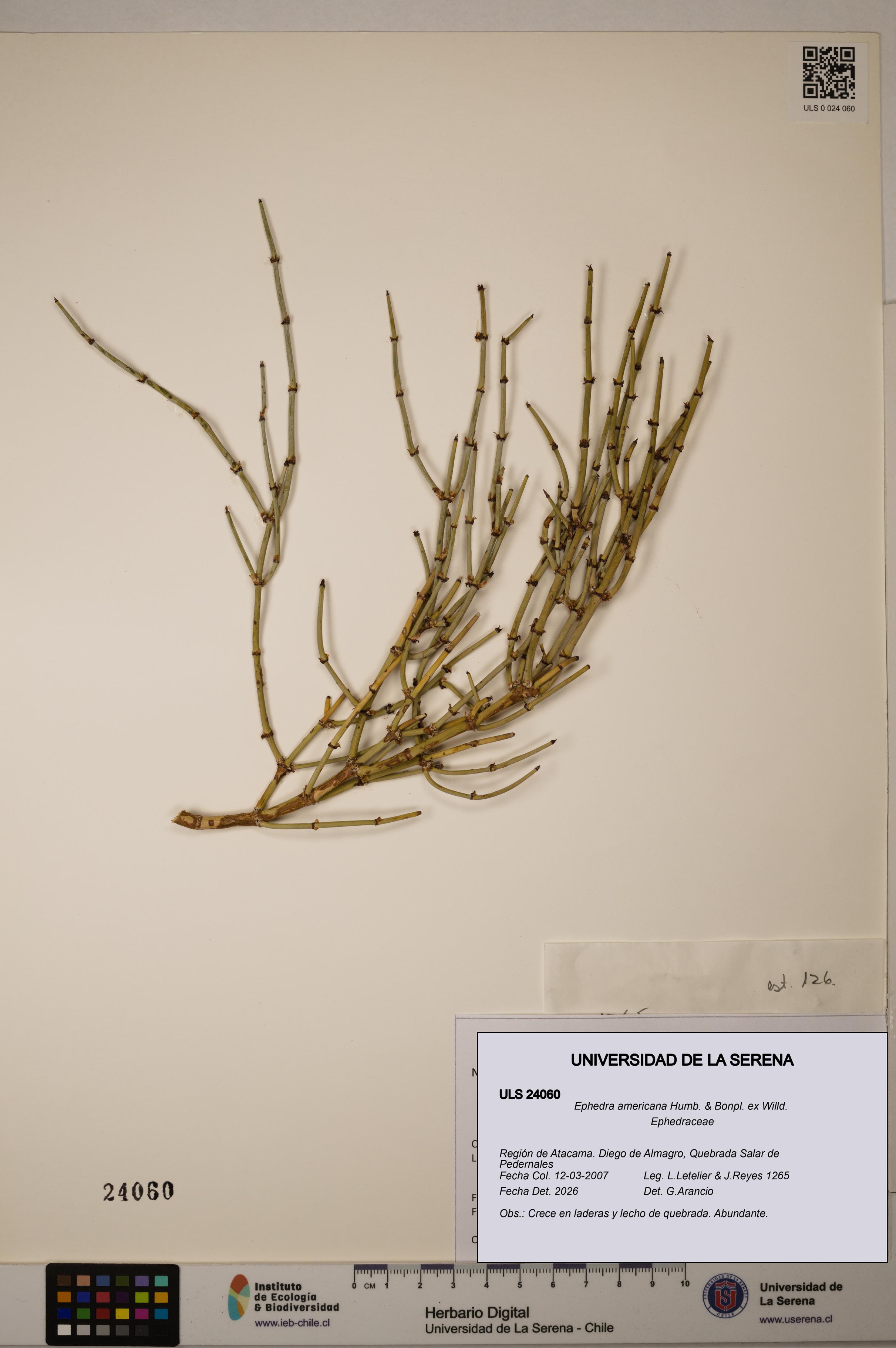Ephedra americana [Espécimen: ULS:ULS:0024060]