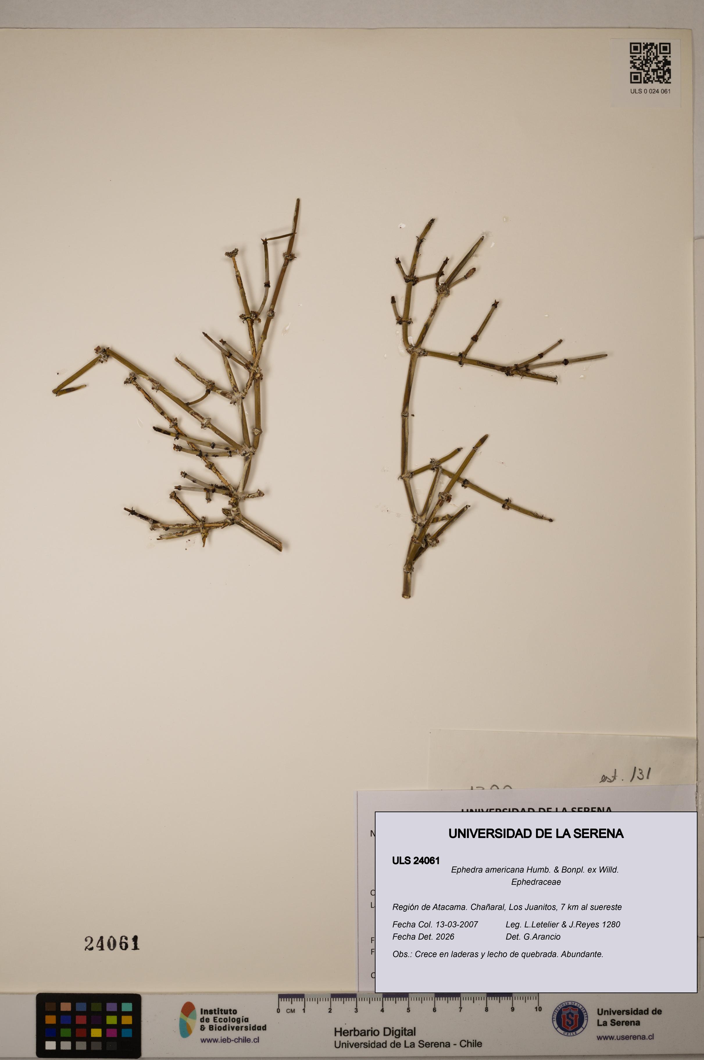 Ephedra americana [Espécimen: ULS:ULS:0024061]