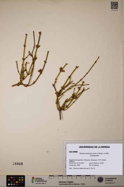 Ephedra americana [Espécimen: ULS:ULS:0024062]