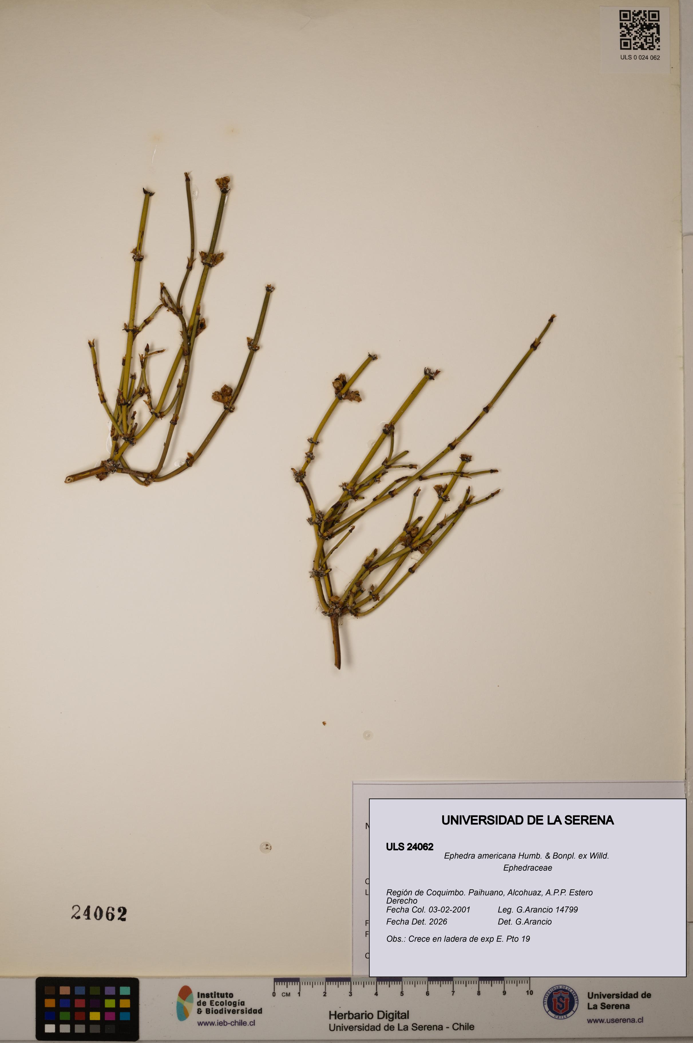 Ephedra americana [Espécimen: ULS:ULS:0024062]