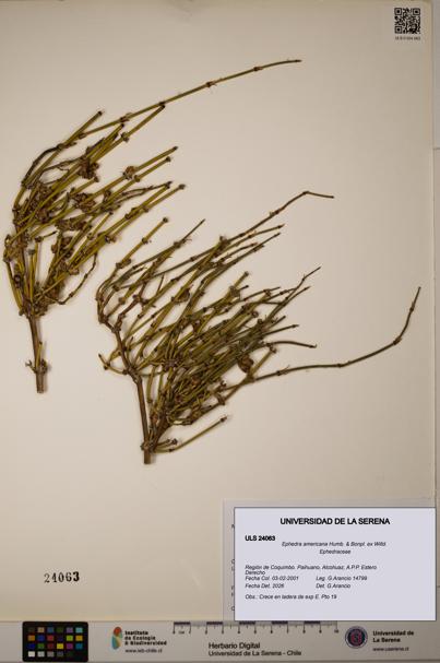 Ephedra americana [Espécimen: ULS:ULS:0024063]
