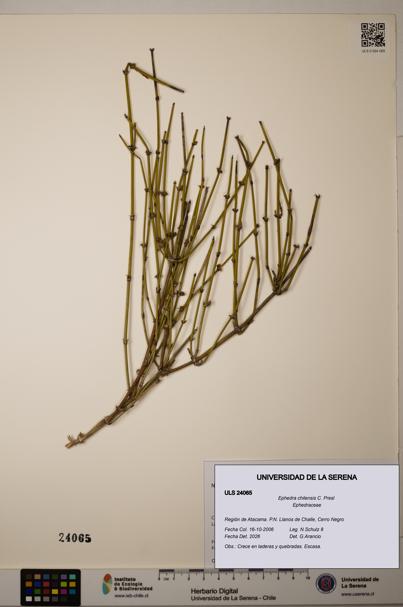 Ephedra chilensis [Espécimen: ]