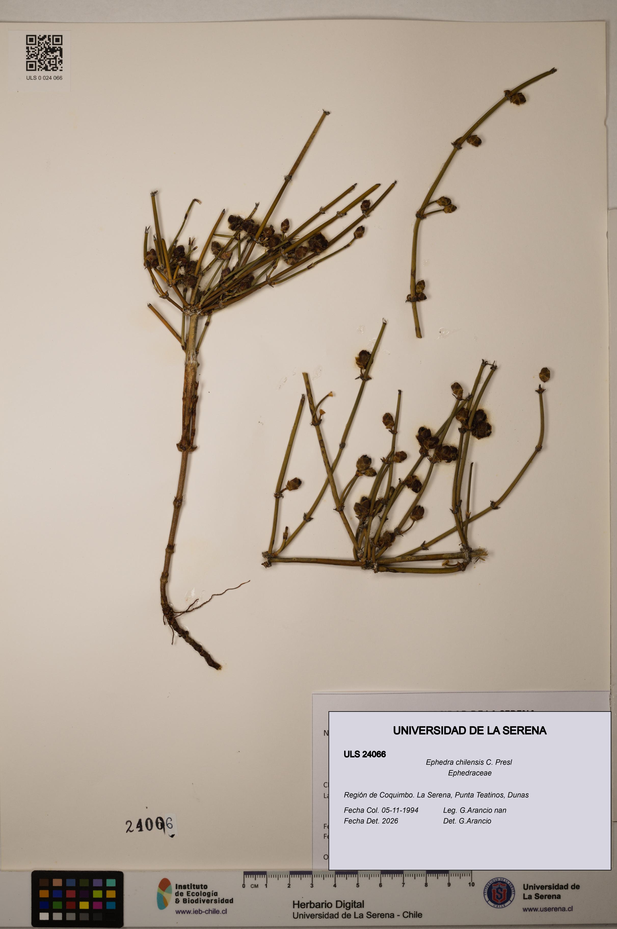 Ephedra chilensis [Espécimen: ]